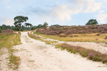 Fototapeta na wymiar The calm heathland
