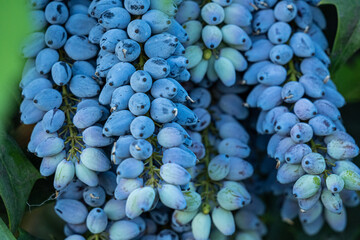 close up of a dense purple oregon grapes grew at the end of the branches in the park