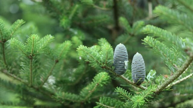 Christmas background green dark blue pine cones with resin in detail close-up view