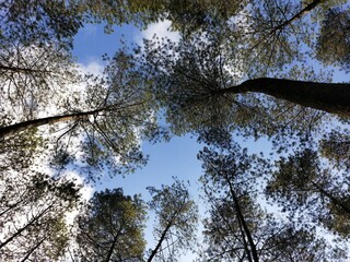 Low angle background photo of trees in the forest