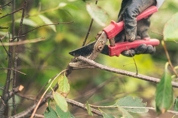 pruning of tree branches, shrubs. gardener at work.