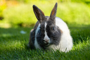 close up of a chubby rabbit with grey and white fur enjoying the food on green grasses
