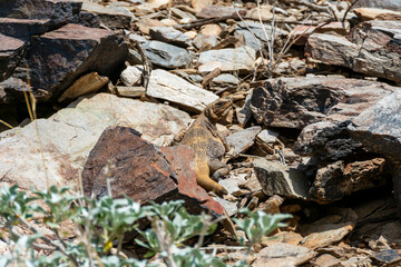 Chuckwalla