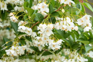 Beautiful Japanese snow-bell flowers blooming on the tree