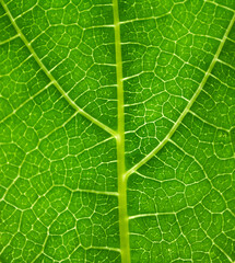 Natural green leaf in summer. Fresh greens.