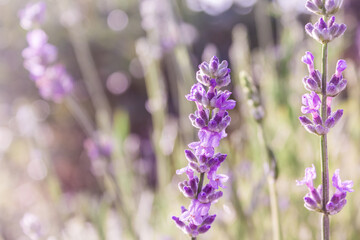 Lavender bushes closeup on sunset. Lavender flowers at sunlight and blur background. Lavender field banner design