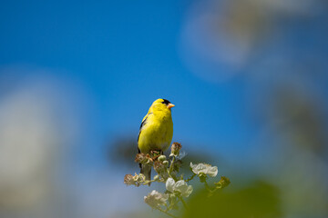 close up of one beautiful American Goldfinch singing on the tip of a twig under the blue sky