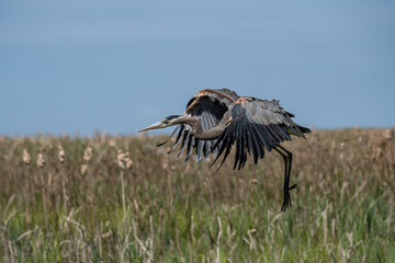 one great blue heron flew over an open field on the wetland and prepare to land