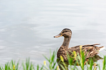 duck in the water