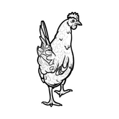 Domestic hen engraved in white background. Hen bird with cockscomb. Sketch vector illustration