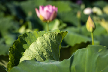 lotus flower in a korean temple