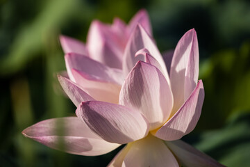 lotus flower in a korean temple