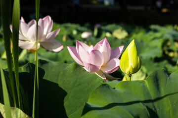 Obraz premium lotus flower in a korean temple