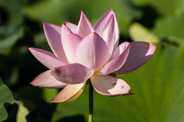 lotus flower in a korean temple