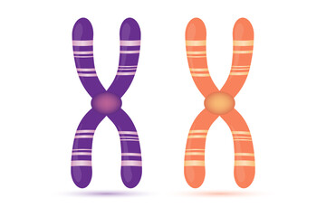 Structure of chromosome vector. Biological study