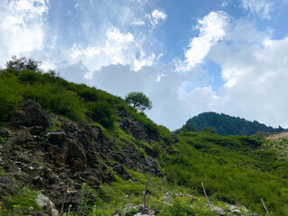 Fototapeta na wymiar Beautiful green mountains landscape and single tree on slope of mountain