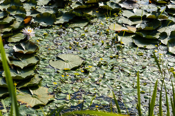 lotus flower in a korean temple