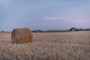 hay bales in the field