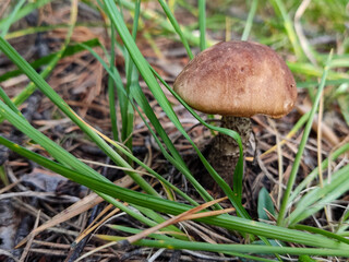 A big boletus mushroom grows under a pine tree in a wild autumn forest, a natural harvest, gifts of nature