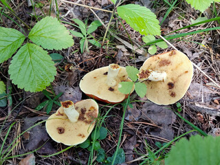 three edible spoiled mushroom in a wild autumn forest, wormy mushroom, natural harvest, gifts of...