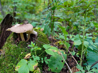 an inedible mushroom in a wild autumn forest grows on moss, a poisonous mushroom, a danger to the mushroom picker, be careful - you can get poisoned, a tussock of moss with a toadstool
