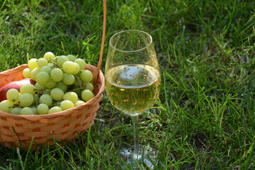 A glass of white wine with grapes on green grass. White wine Riesling, from white grapes
