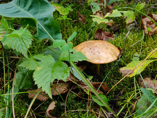 Edible mushrooms in the wild autumn forest, natural harvest, gifts of nature