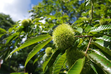 青空と実り始めた栗