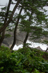 coast, landscape,aomori,japan,pan Pacific,sea,rocks,pine tree, sky,ship,cloud,rice terraces,wave,
青森,海岸風景,海,空,棚田,松の木,岩,波,太平洋,睦湾、