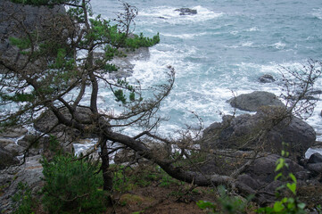 coast, landscape,aomori,japan,pan Pacific,sea,rocks,pine tree, sky,ship,cloud,rice terraces,wave,
青森,海岸風景,海,空,棚田,松の木,岩,波,太平洋,睦湾、
