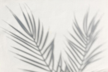Blurred silhouette of a tropical palm and on a gray background. Contemporary Sunny summer concept