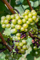 green grapes at vine growing in the vineyard in the Rheingau area in Germany
