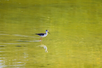 Close up shot of Black necked stilt in the pond