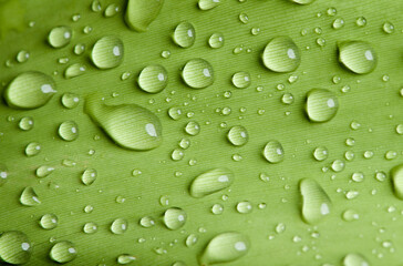 close-up water drop on lush green foliage after rainning.