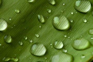 close-up water drop on lush green foliage after rainning.