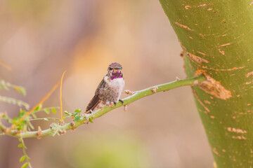 Close up shot of cute hummingbird