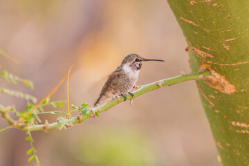 Close up shot of cute hummingbird