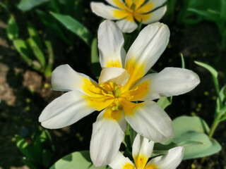 A white tulip, like a daisy, with a yellow center. Top view. The festival of tulips on Elagin Island in St. Petersburg.
