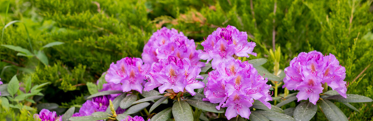 Blooming pink rhododendron in the garden in springtime.Satsuki azalea flower in pink color is native flowering ornamental plant in Japan