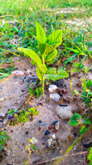 sprout in the ground