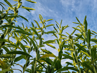 Fototapeta premium The appearance of Sesame in the field.
