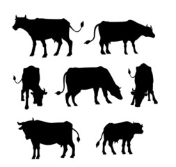 Set of vector black silhouettes of domestic farm cattle - cows, calves and bulls