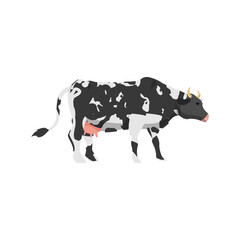 Black and white spotted cow stands sideways, flat vector illustration isolated.