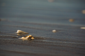 seashell on the beach