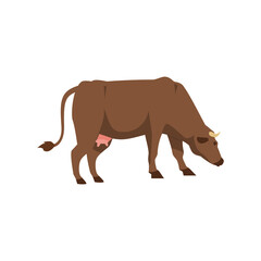 Thoroughbred brown cow stands sideways flat vector illustration isolated.