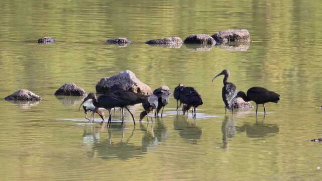 Close up shot of many Ibis birds in the pond
