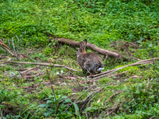  Wild Rabbit Crouched