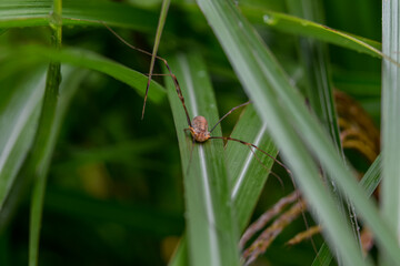 spider on a leaf