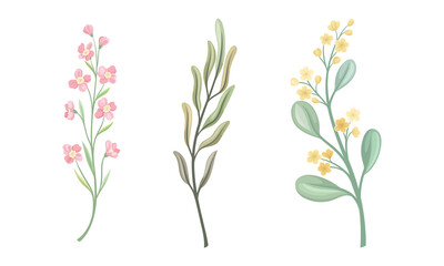 Twig and Foliage with Stem, Leaves and Blooming Flower Vector Set