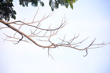 Old tree branch and dead tree isolated on a white background. Dry dead tree background. Branches isolated on a white background, Silhouette of dry tree branches.